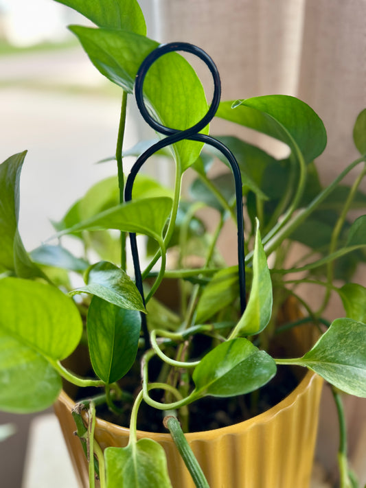 Mini Plant Stake - Black