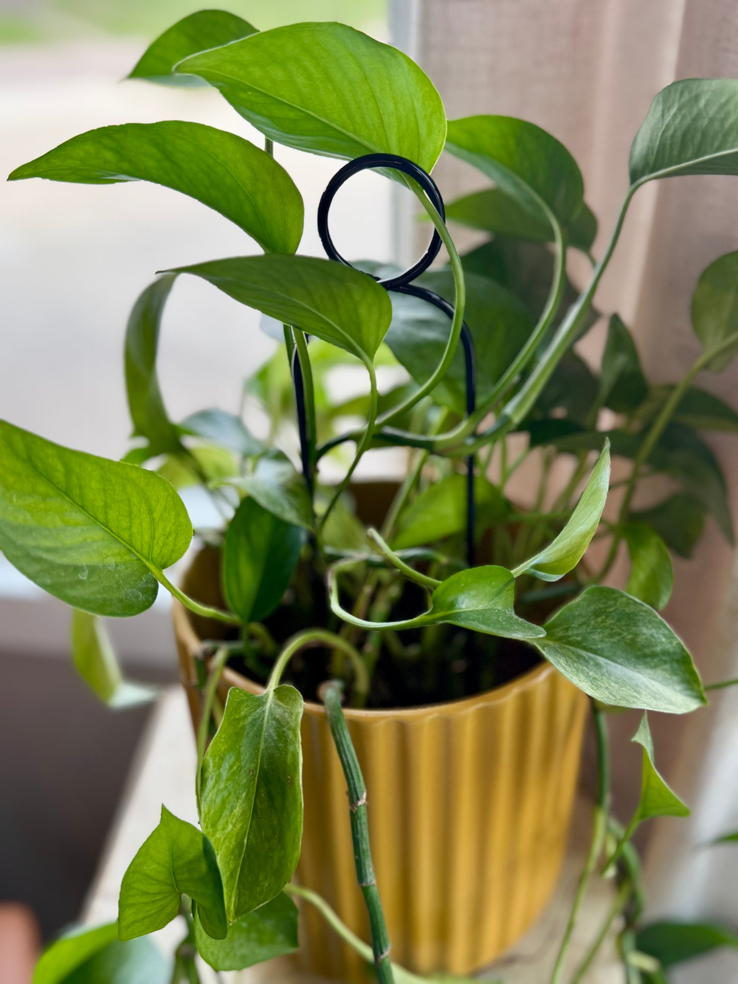 Mini Plant Stake - Black