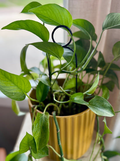 Mini Plant Stake - Black