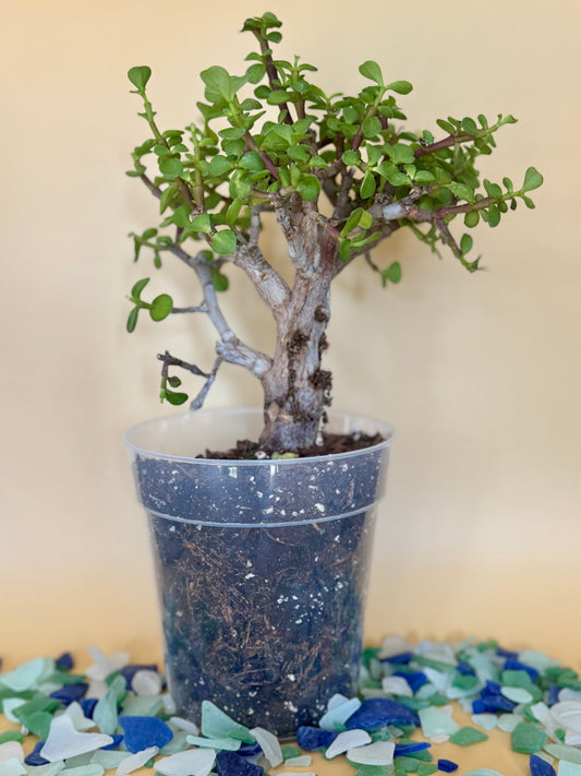 Bonsai Jade Dwarf Green
