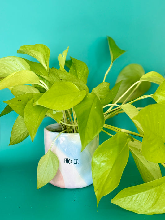 F*** It Planter With Neon Pothos