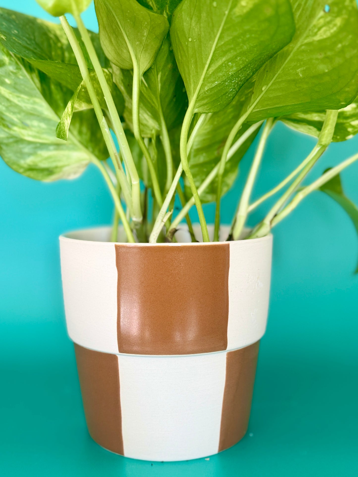 Checkerboard Pot with Global Green Pothos