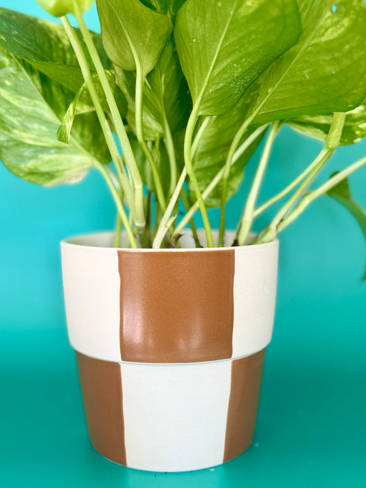 Checkerboard Pot with Global Green Pothos