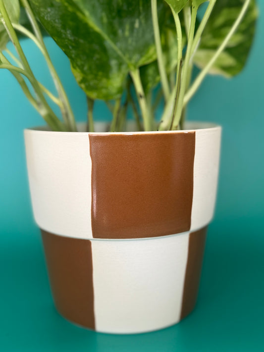 Checkerboard Pot with Global Green Pothos