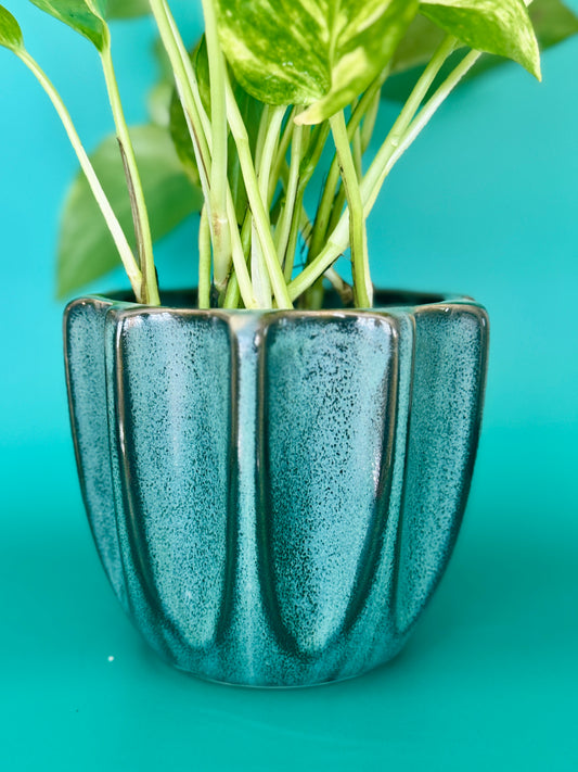 Beaumont Pot with Pothos