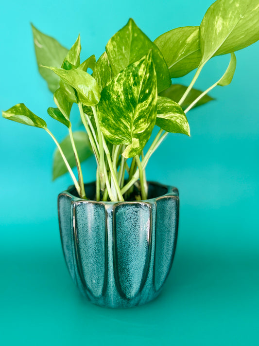Beaumont Pot with Pothos