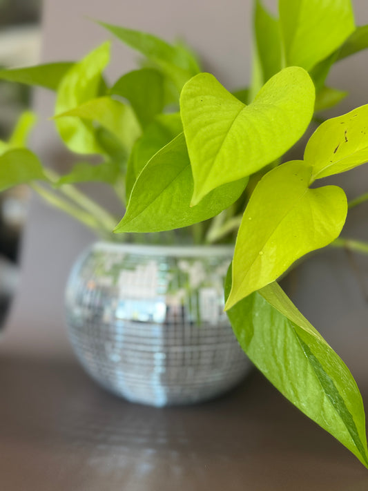 Disco Ball Pot with Neon Pothos