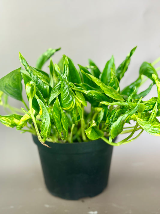 'Shangri La' Pothos