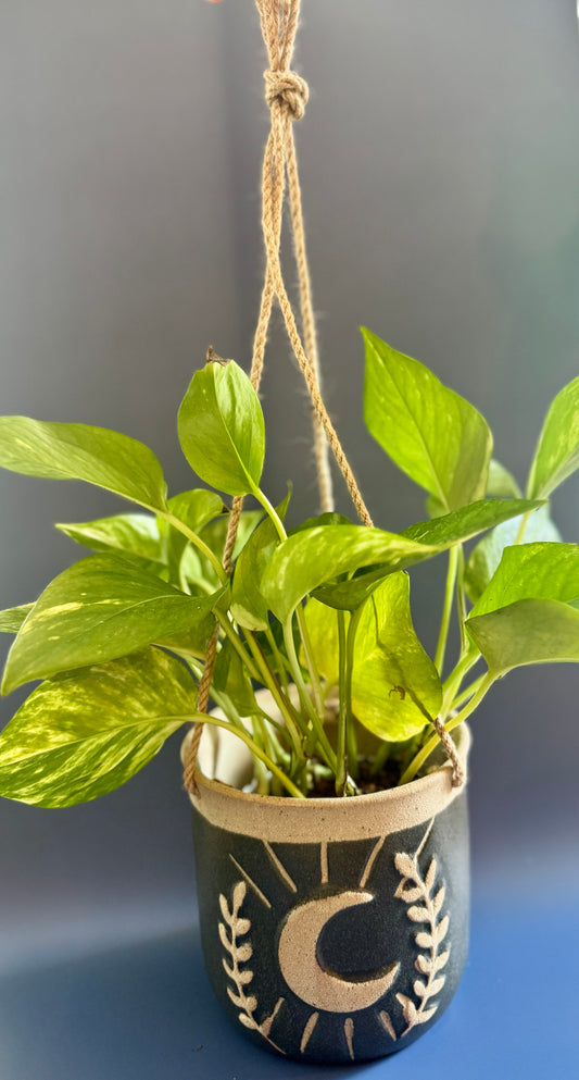 Hanging Moon Planter With Pothos