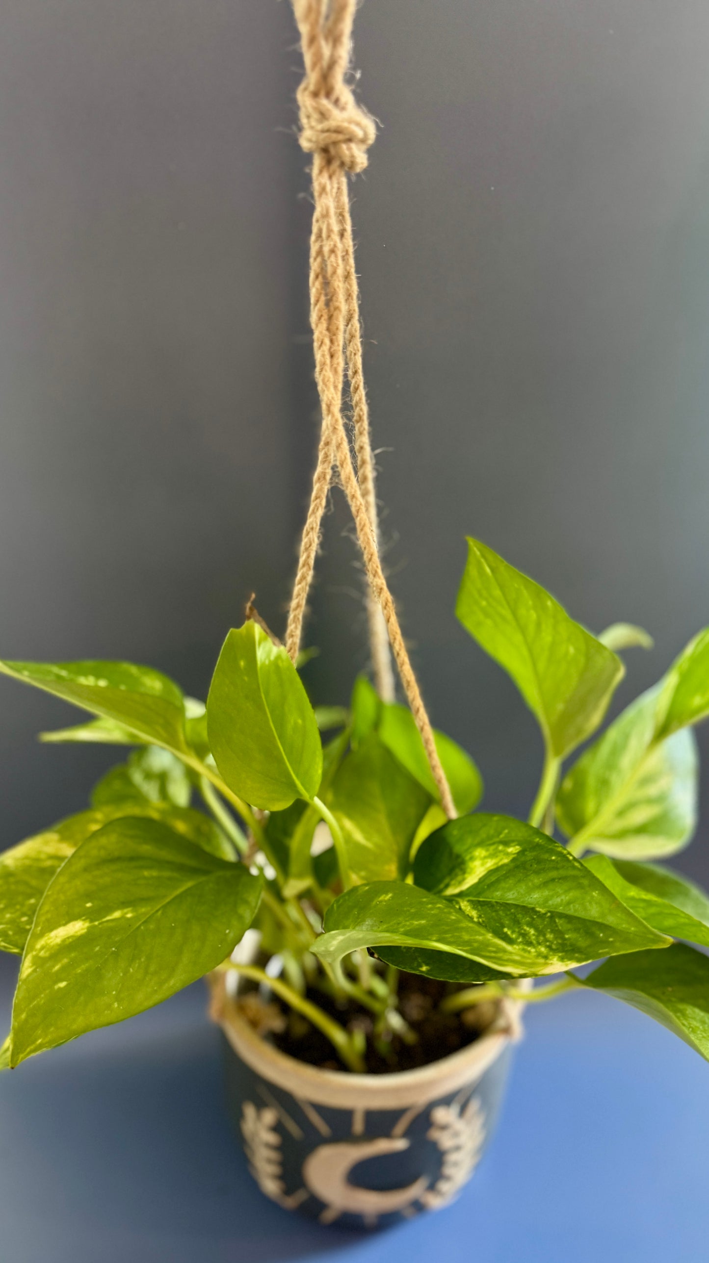 Celestial Vine
