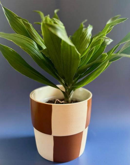 Dracaena in Checkerboard Pot
