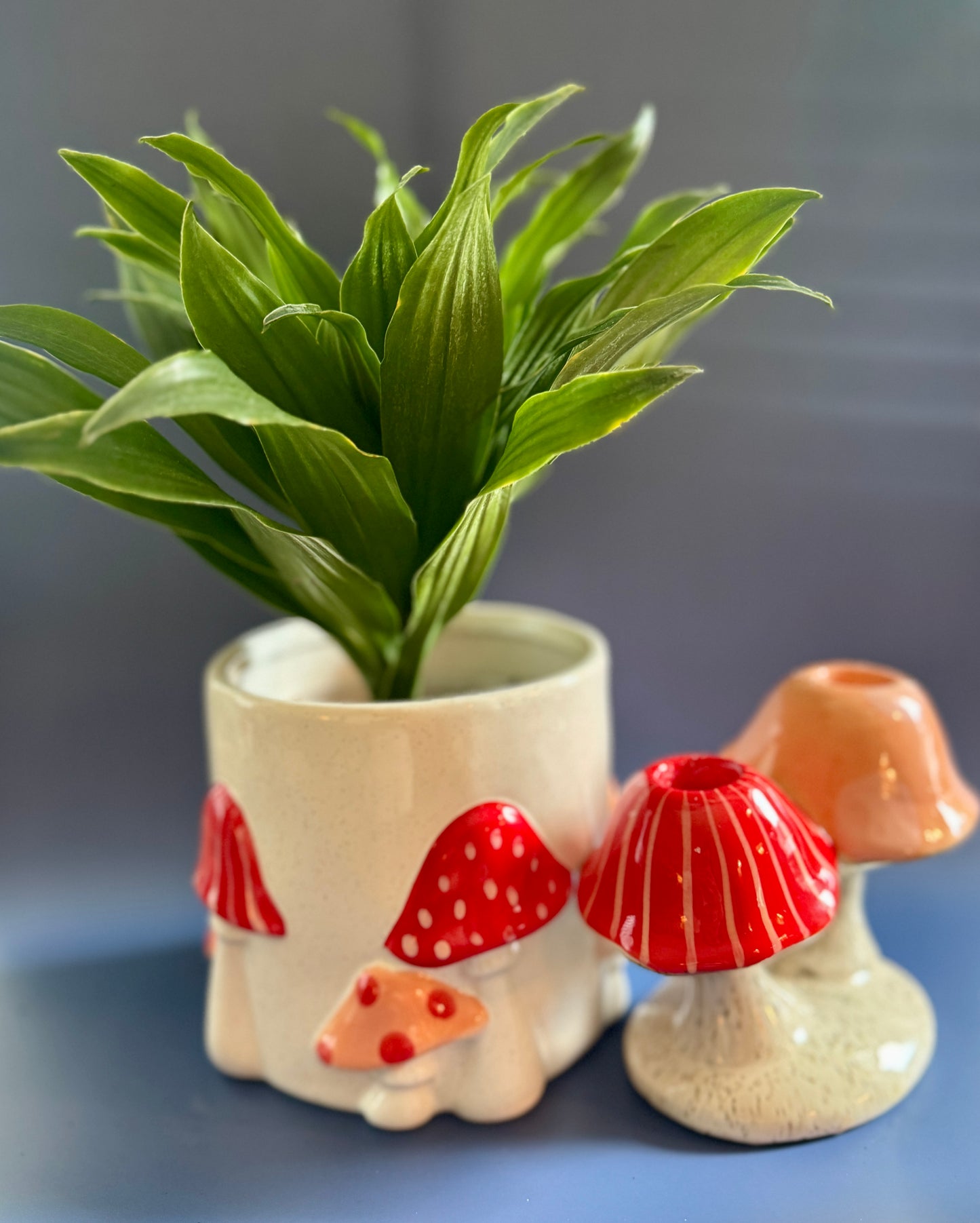 Toadstool Dreams