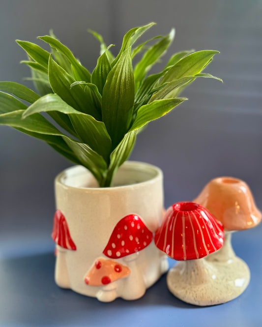 Dracaena + Mushroom Pot + Mushroom Candlestick Holder