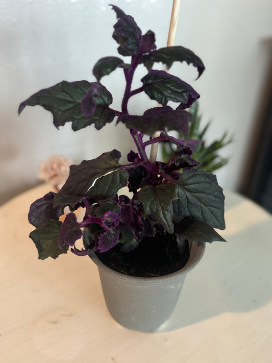 Velvet Vine