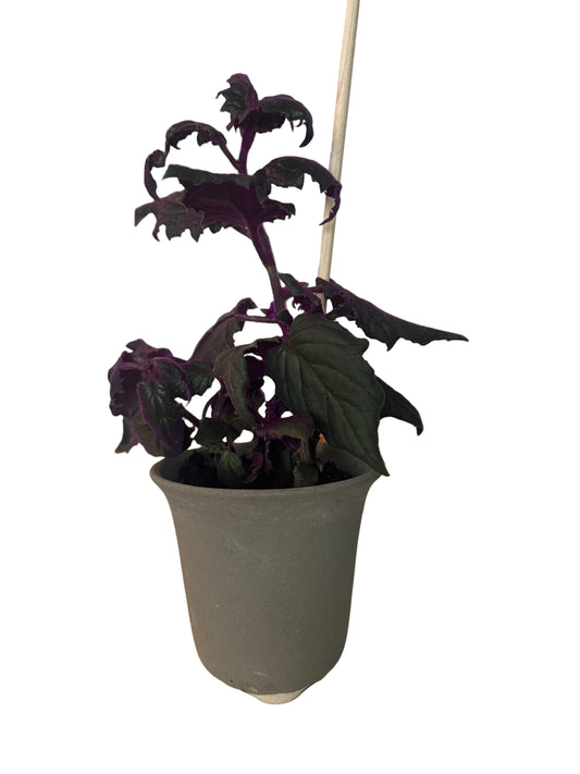 Velvet Vine