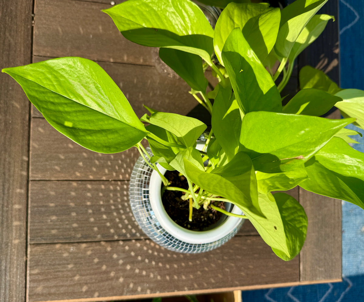 Disco Ball Pot