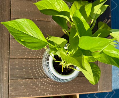 Disco Ball Pot