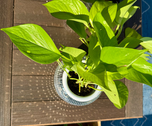 Disco Ball Pot