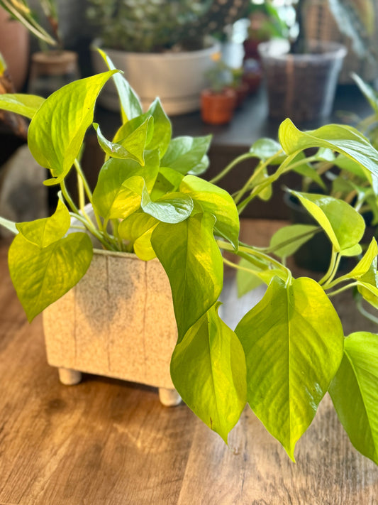 Hearth Square Planter 🤍