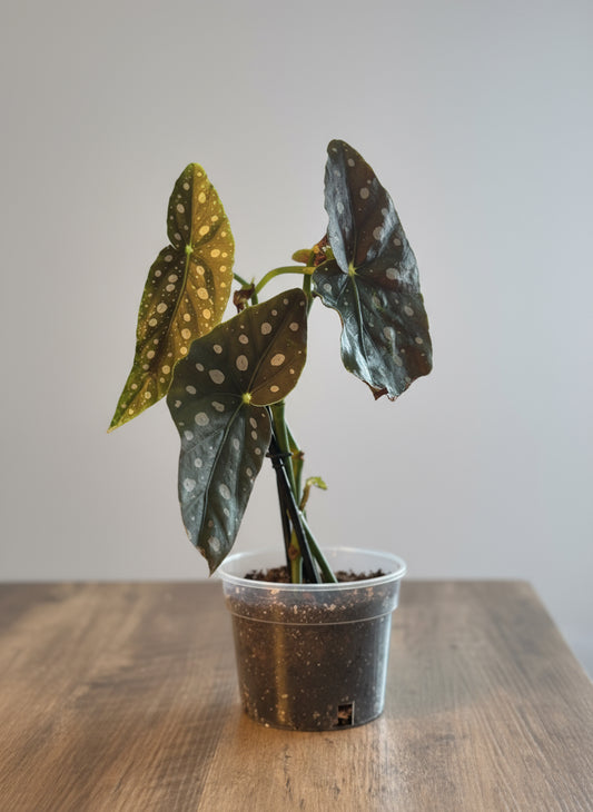 Begonia Maculata ‘Polka Dot’ — 6” Grower Pot