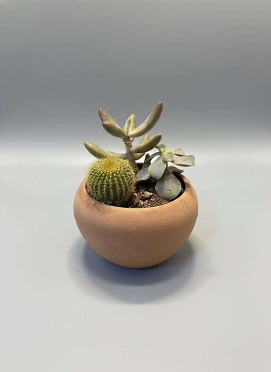 Succulent & Cactus Mini Garden – 4.5” Clay Bowl