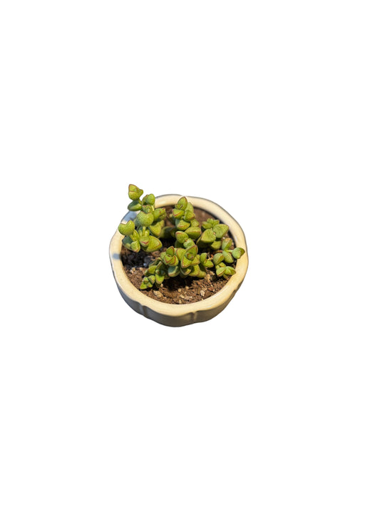 Crassula Marnieriana ‘Manticola’ in White Footed Pot