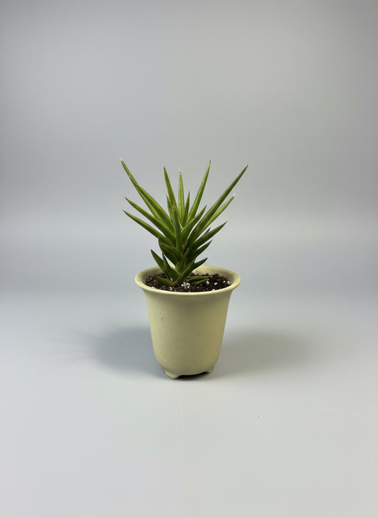 Sansevieria francisii in Mini Pot