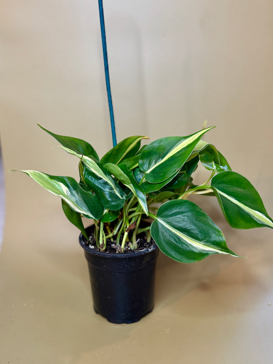 Silver Stripe Philodendron