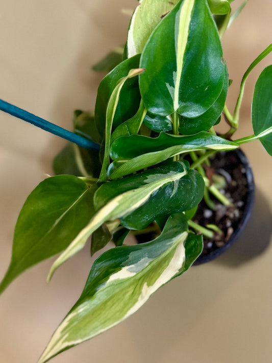 Silver Stripe Philodendron