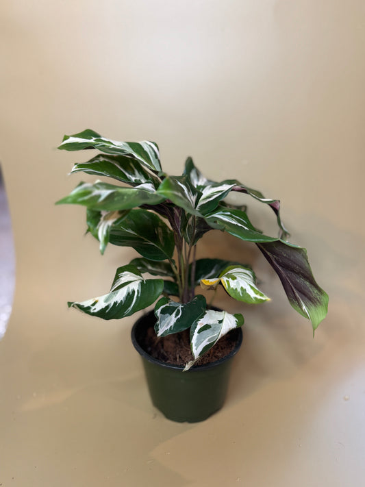 Calathea 'Stella' 🌿✨