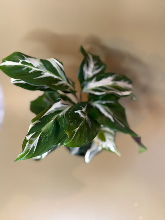 Calathea 'Stella' 🌿✨