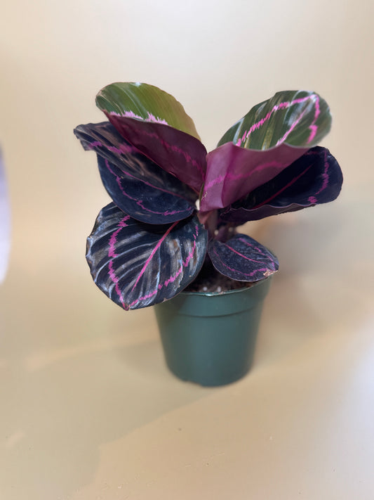 Calathea Dottie - 4"