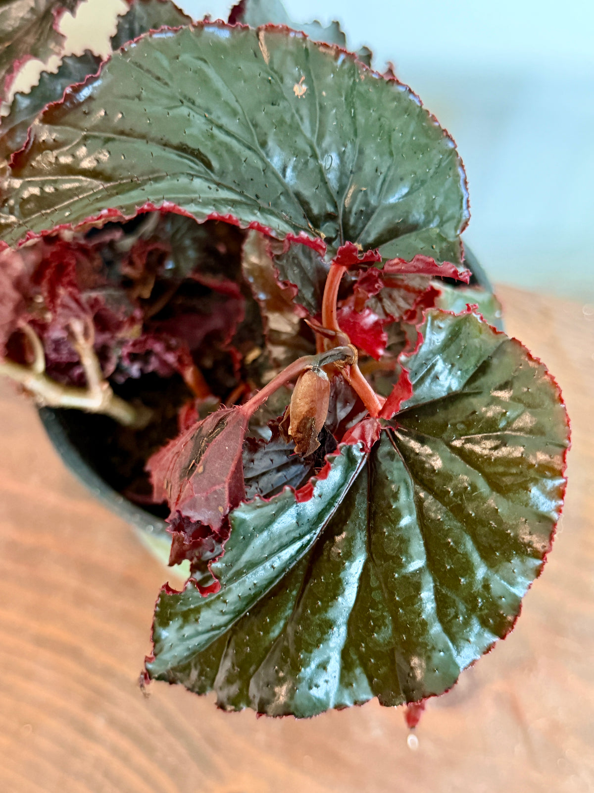 Begonia 'Black Magic' - 5" Pot