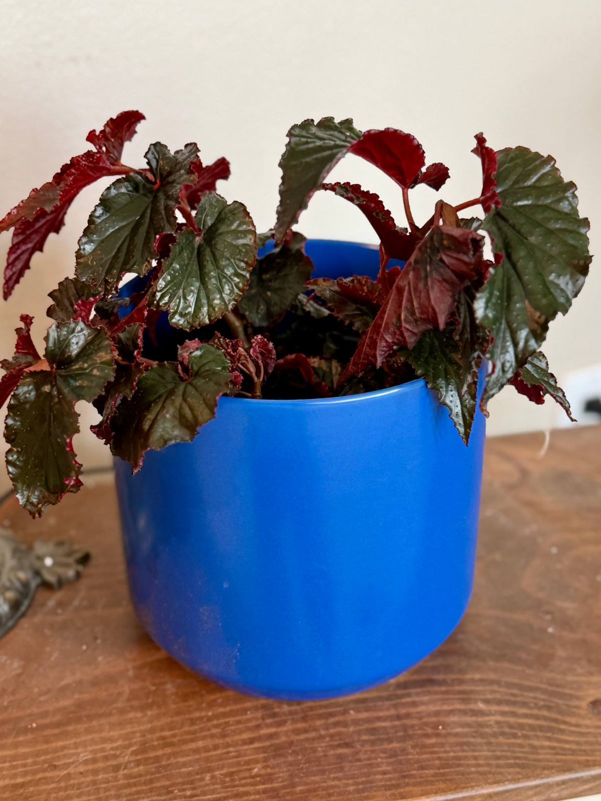Begonia 'Black Magic' - 5" Pot