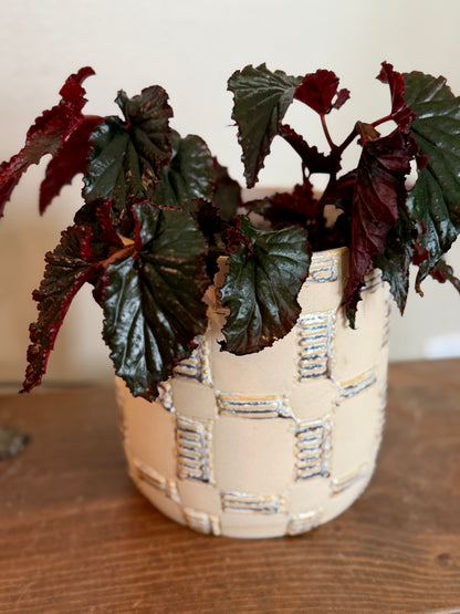 Begonia 'Black Magic' - 5" Pot