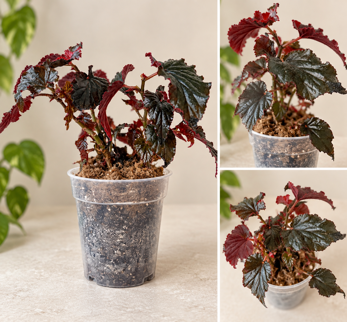 Begonia 'Black Magic' - 5" Pot