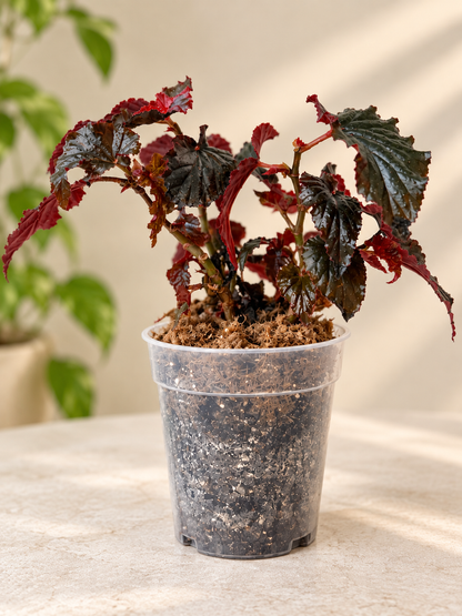 Begonia 'Black Magic' - 5" Pot