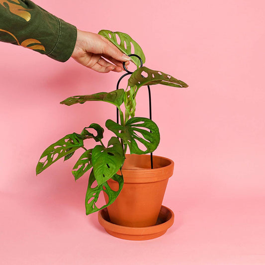 Mini Plant Stake - Black