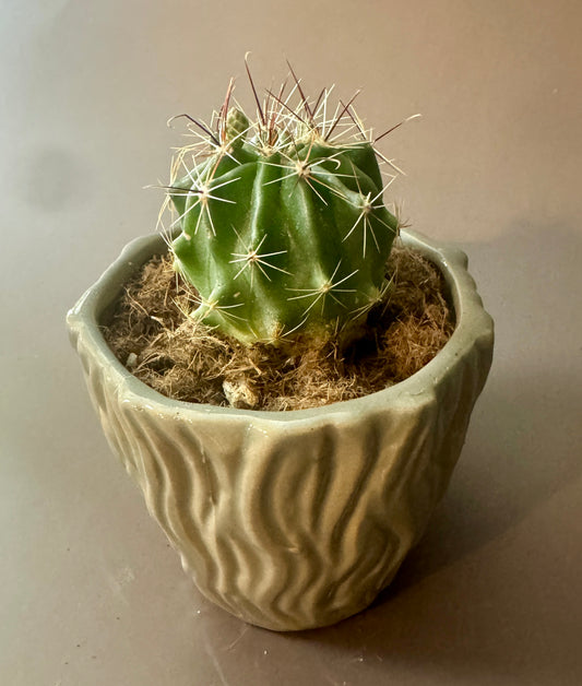 Prickle