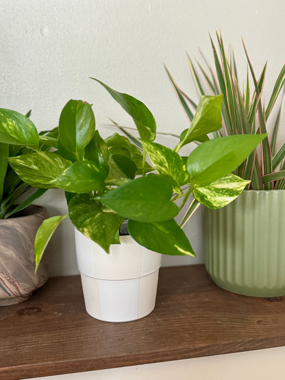 Minimal White Checkered Planter — 5” x 5”