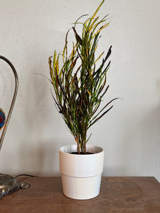 White Checkered Planter with Croton 'Picasso'