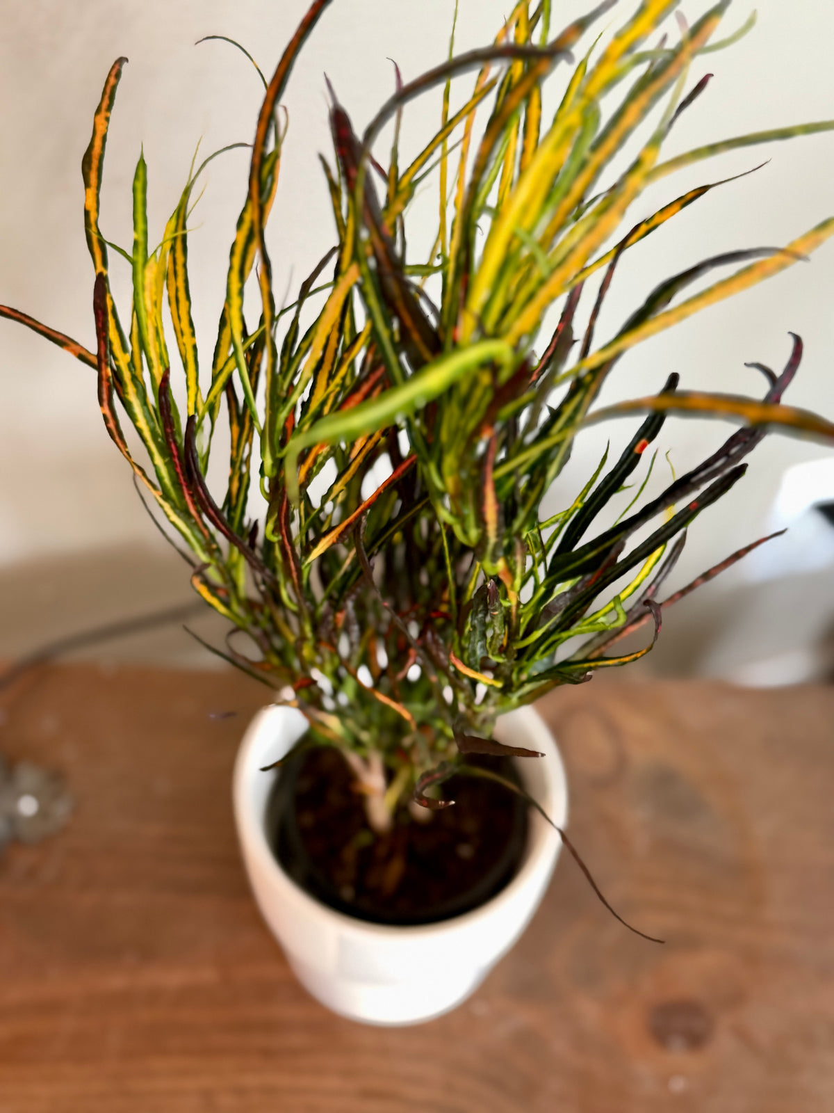 White Checkered Planter with Croton 'Picasso'