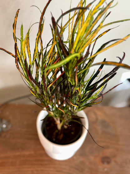 White Checkered Planter with Croton 'Picasso'
