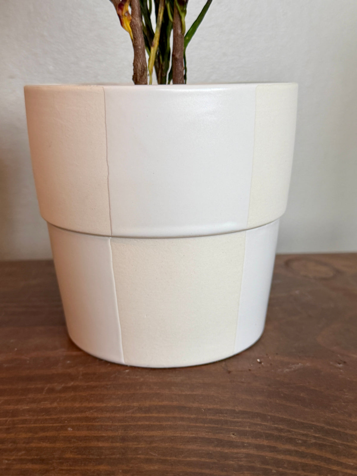 White Checkered Planter with Croton 'Picasso'