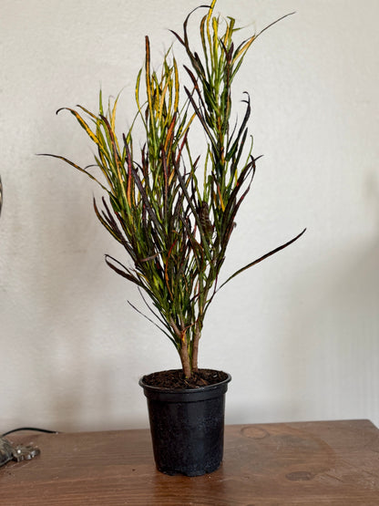 White Checkered Planter with Croton 'Picasso'