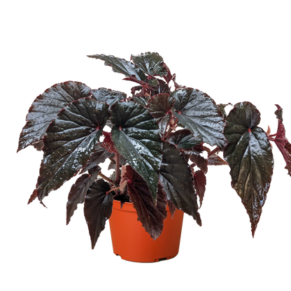 Begonia 'Black Magic' - 6" Pot