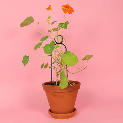 Mini Plant Stake - Black