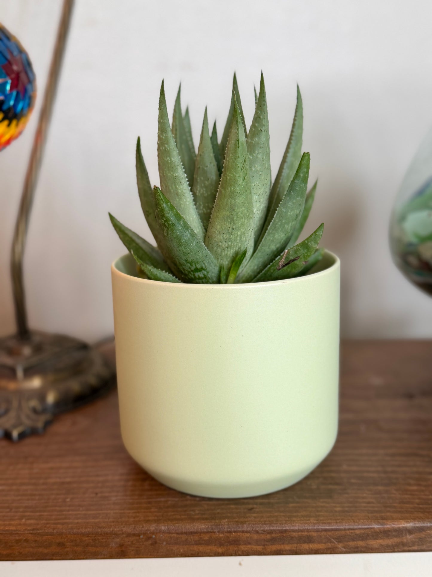 Haworthia Savanna in Citron Green Planter