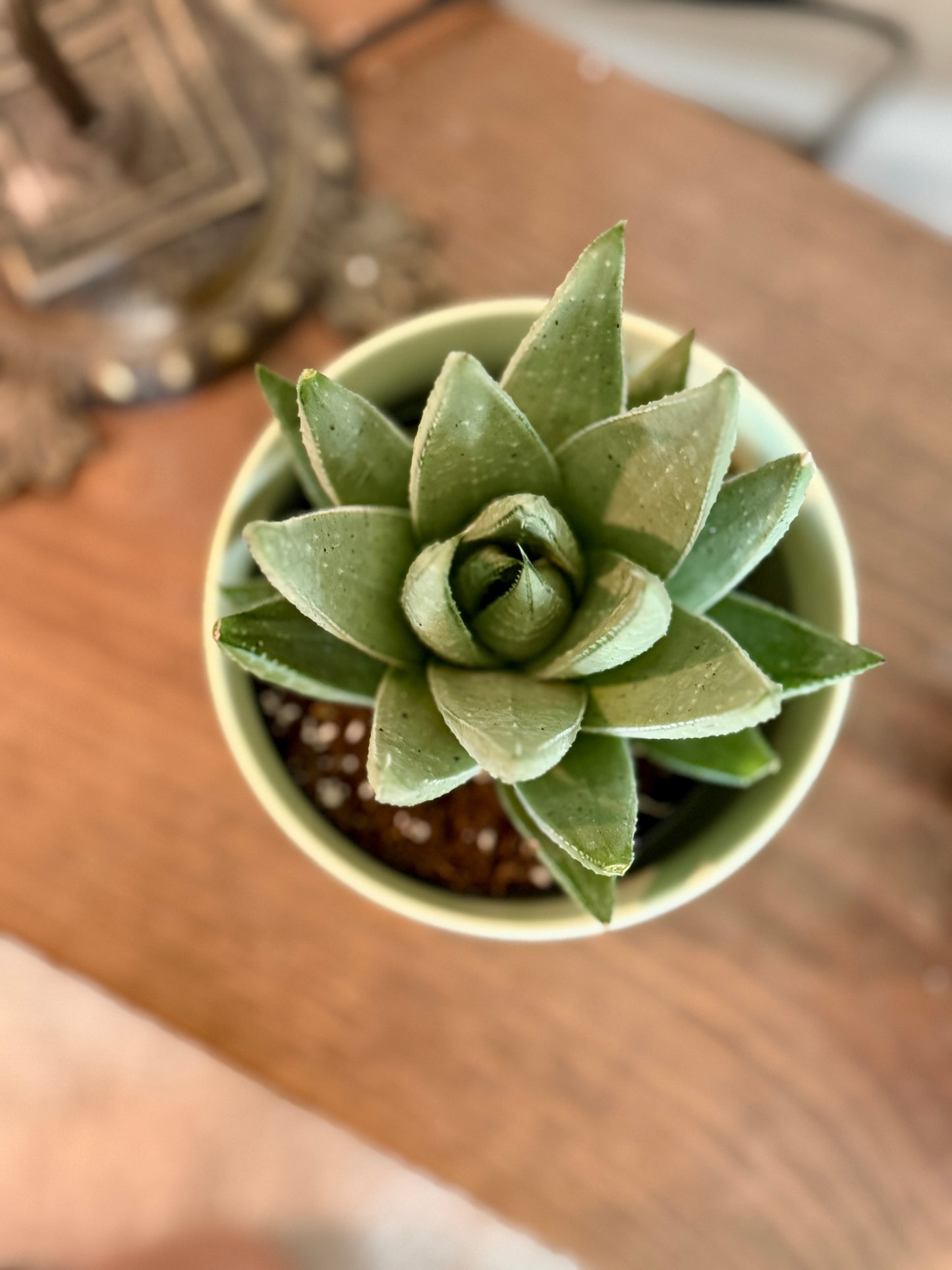 Haworthia Savanna in Citron Green Planter