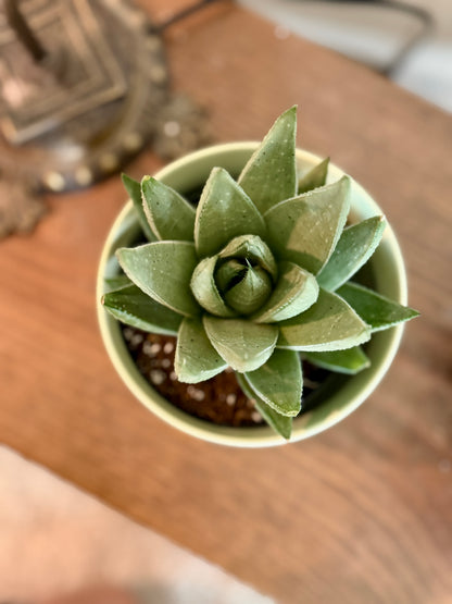Haworthia Savanna in Citron Green Planter